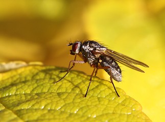 Image showing Fly on a yellow leaf