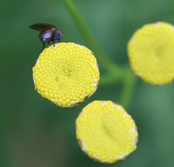Image showing Blue insect on a yellow flower