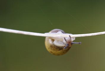 Image showing Snail on a plant