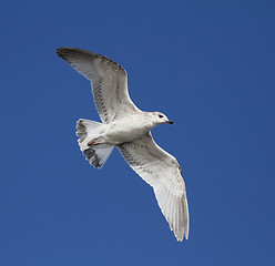 Image showing Seagull