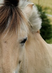 Image showing Norwegian fjord horse