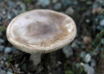 Image showing Mushroom