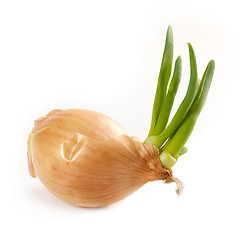 Image showing onion