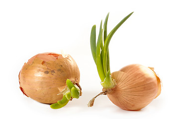 Image showing onions