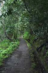 Image showing Along the levada