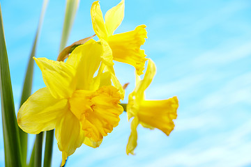 Image showing yellow daffodils