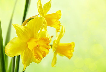 Image showing yellow daffodils