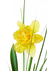 Image showing yellow daffodil