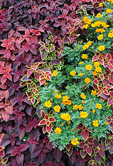 Image showing Closeup Ground Covering Plants