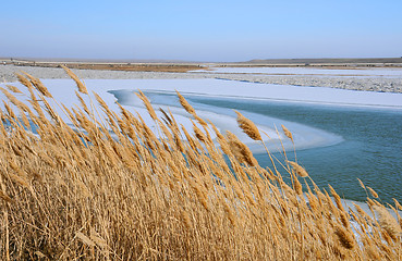 Image showing Dry Reeds in the Winter