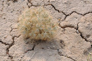 Image showing Thorn Plant ion Stony Soil