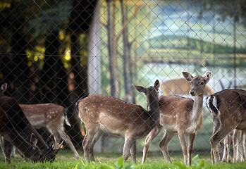 Image showing Roe deer