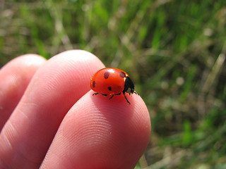Image showing ladybird on a fingertip 
