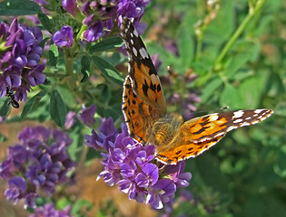 Image showing butterfly on wild flower
