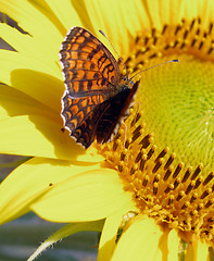 Image showing butterfly on sunflower