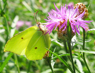 Image showing yellow butterfly