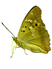 Image showing butterfly 