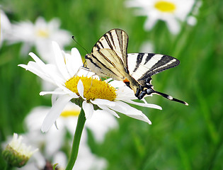 Image showing butterfly on flower