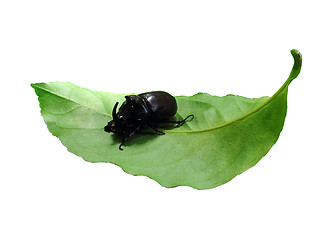 Image showing beetle on a green leaf 