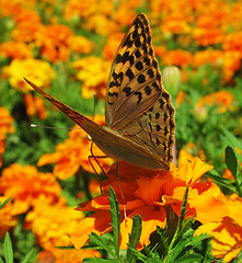 Image showing flower bed