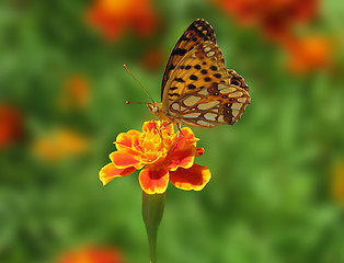 Image showing butterfly on flower