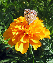 Image showing butterfly on marigold