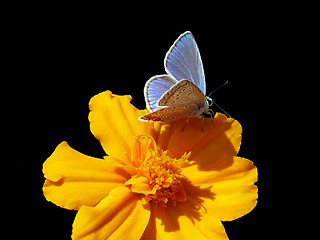 Image showing butterfly on flower