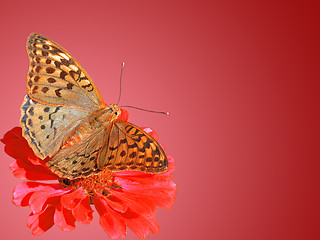 Image showing background with butterfly