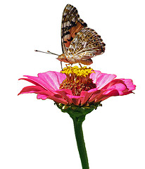 Image showing butterfly on flower