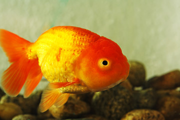 Image showing Fancy Goldfish