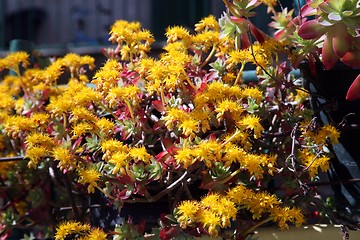 Image showing Garden flowers