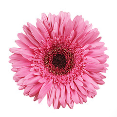 Image showing pink gerbera