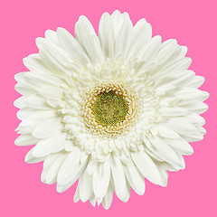 Image showing white gerbera