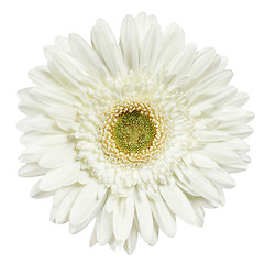 Image showing white gerbera