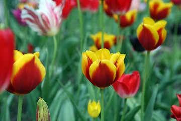 Image showing Tulips in full bloom