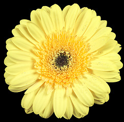 Image showing yellow gerbera