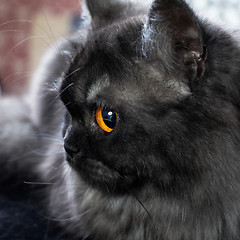 Image showing british longhair cat