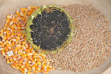 Image showing Different kinds of grains close up