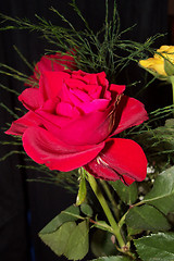 Image showing red rose