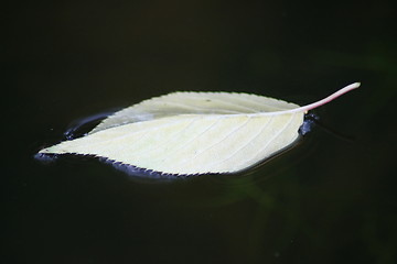 Image showing leaf of a cherry tree