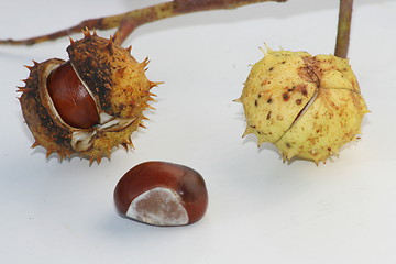 Image showing several chestnut