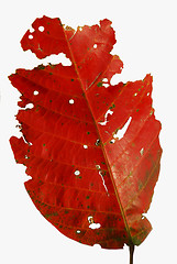 Image showing Red Leaf