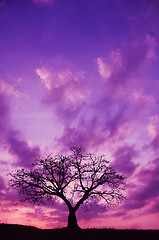 Image showing Tree and Sunset