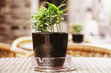 Image showing Small potted plant