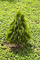 Image showing Cypress