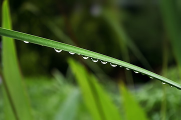 Image showing Dew Drops