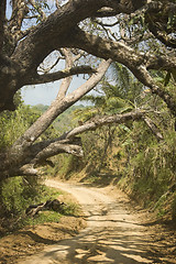 Image showing Dirt Road