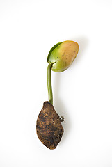 Image showing Seedling