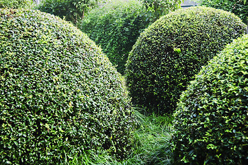 Image showing Formal Garden