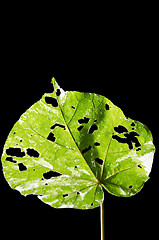 Image showing Leaf 